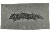 Devonian Lobe-Finned Fish (Osteolepis) - Scotland #206434-1